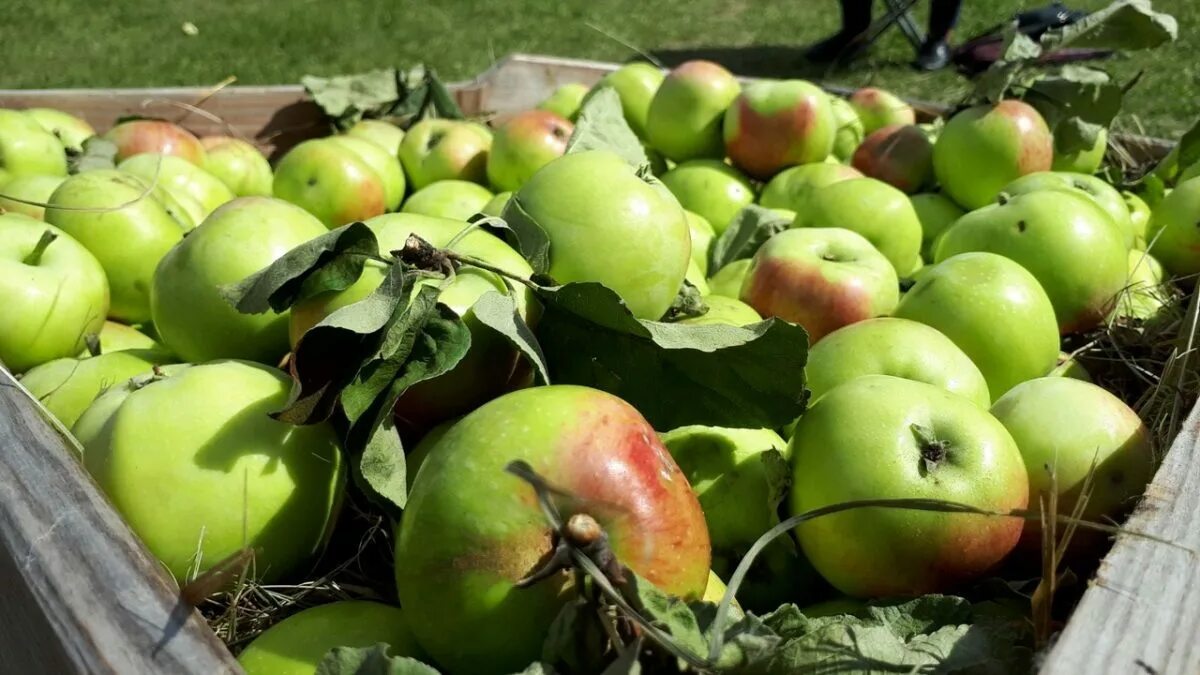 В саду где растут яблоки 2 сортов. Яблоки во Владимирской области. Яблоки подросли. Где выращивают яблоки. Выращивание яблок.