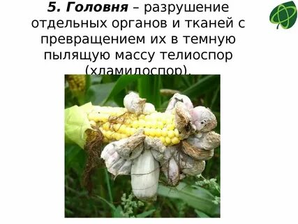Разрушение органов