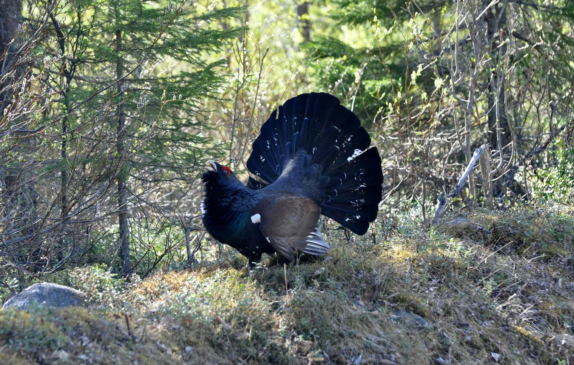 Токующий Глухарь. Глухарь - Capercaillie. Тетерев птица и Глухарь. Глухарь и глухарка