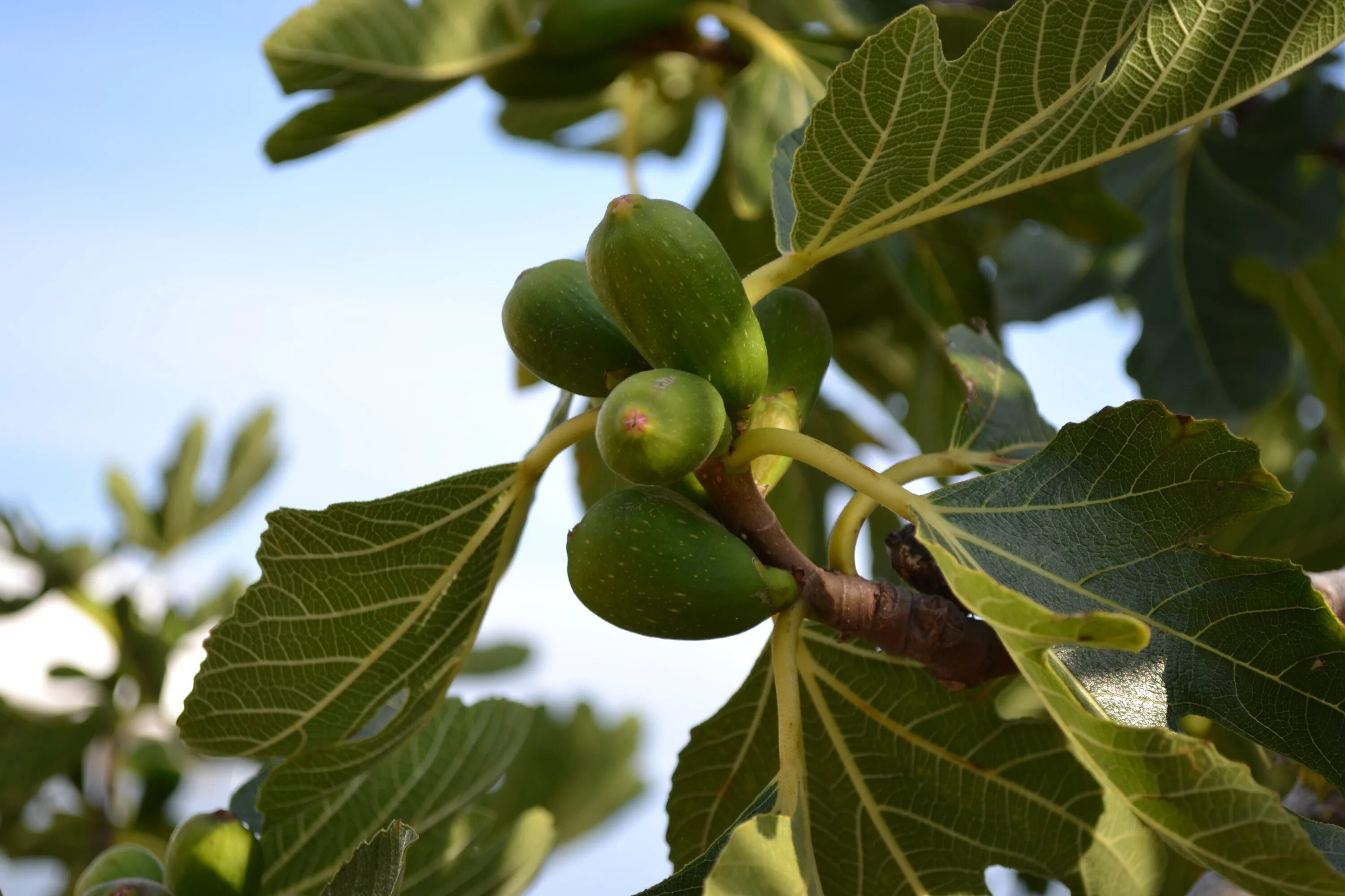 Фиговое дерево название. Инжир смоковница. Ficus carica дерево. Смоковница обыкновенная. Смоковница обыкновенная (инжир) - Ficus carica..