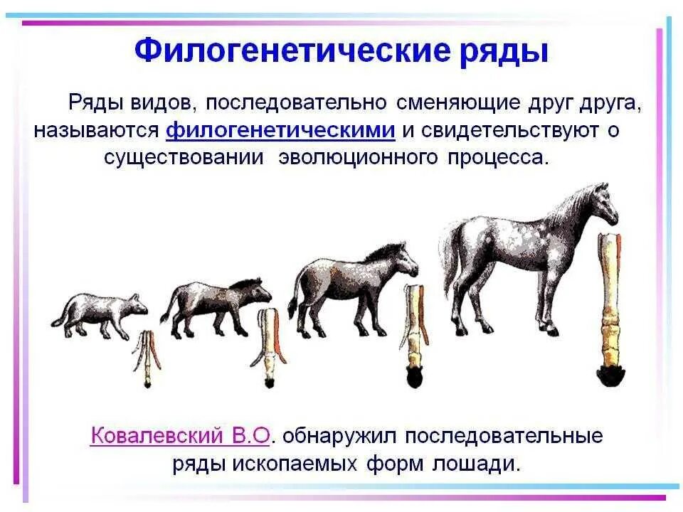 Движущая сила эволюции имеющий направляющий характер. Эволюция филогенетический ряд лошади. филогенетический ряд лошади ковалевский. филогенетические ряды это доказательства эволюции. филогенетический ряд лошади доказательства эволюции.