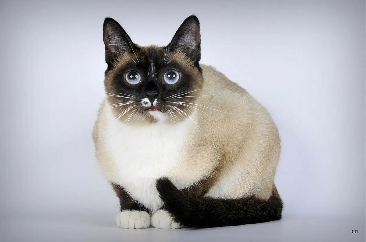 Сноу шу кошка породы кошек. Сиамский Сноу-Шу. Сноу-Шу кошка. Тайская кошка Сноу Шу. Сиамский кот Сноу Шу.
