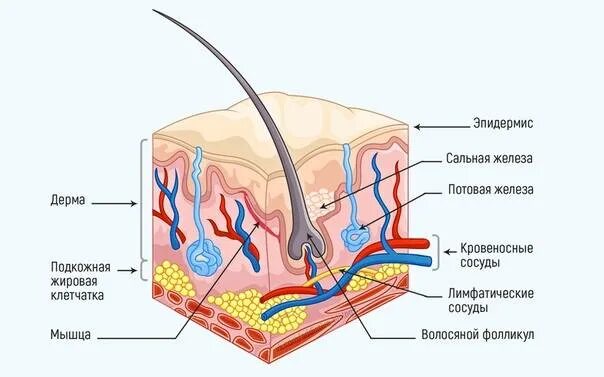 Где расположены сальные потовые железы корни волос. Дерма потовая железа кожа клетки. Строение дермы кожи человека. Строение потовой железы кожи человека. Эпидермис дерма подкожная клетчатка.