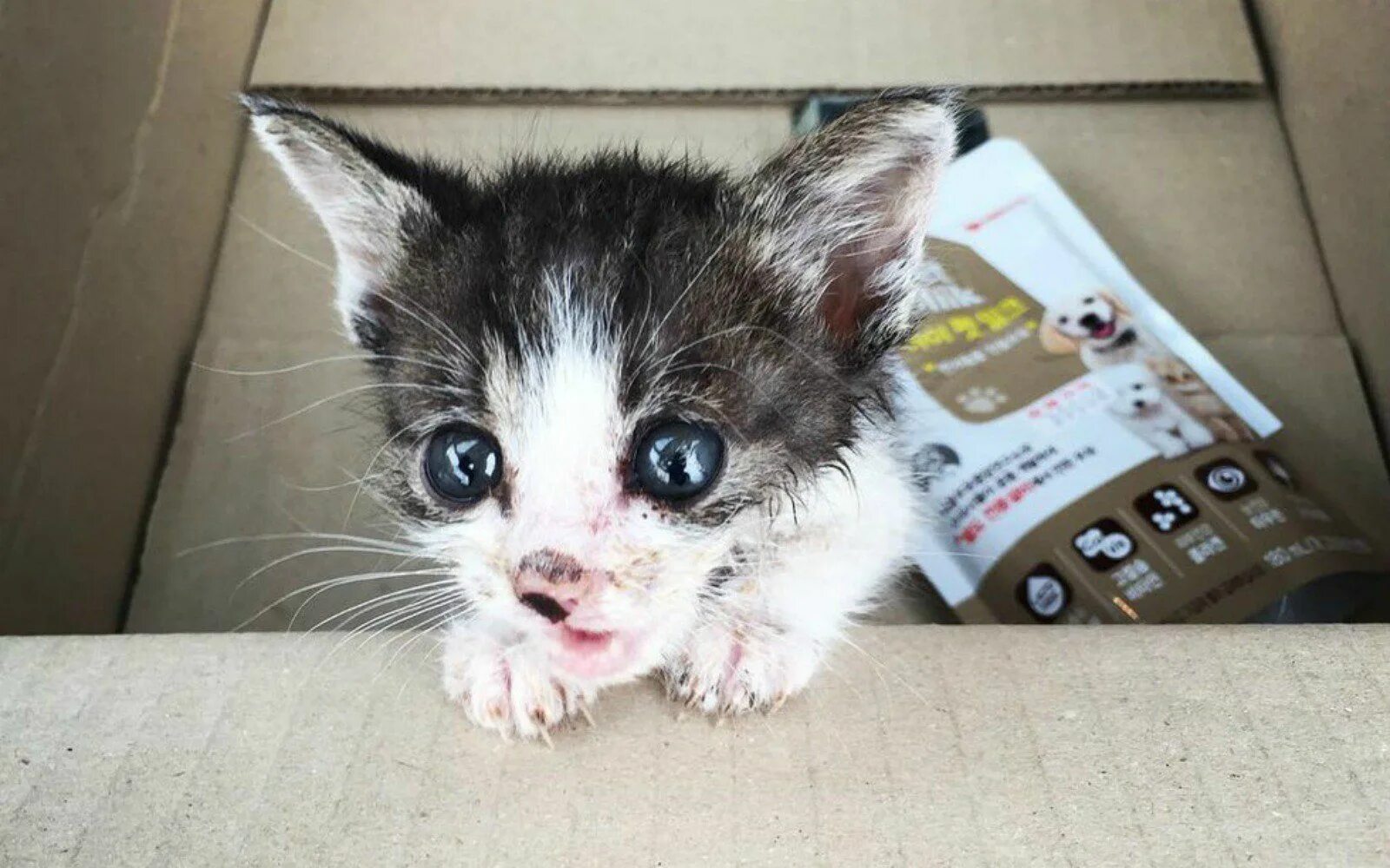 Бедные котята. Бедная кошка. Бедный котик. Бездомные котята. Жалко котенка