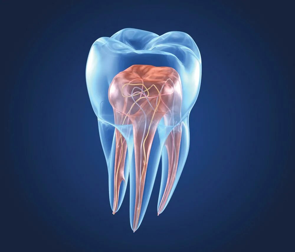 Root canal. Зуб 3d. Зуб 3д модель.