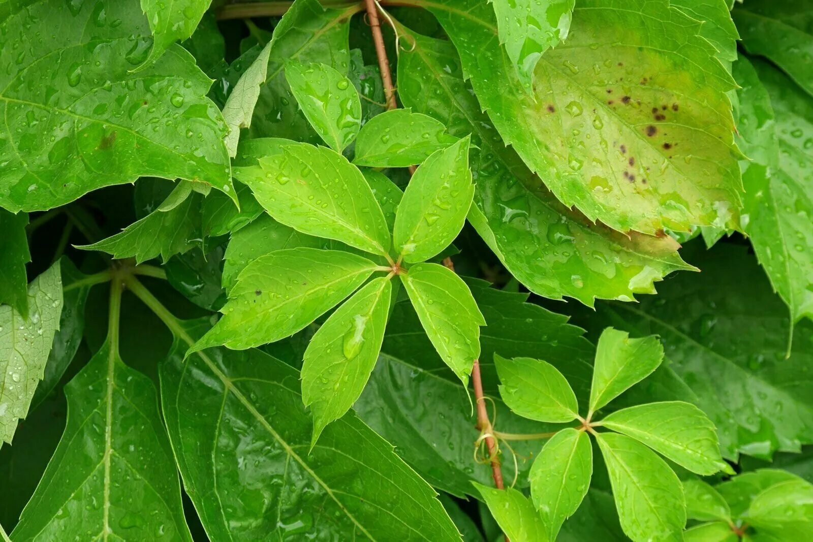Девичий пятилисточковый. Девичий пятилисточковый. Parthenocissus quinquefolia. Виноград пятилисточковый. Девичий виноград пятилисточковый лист.
