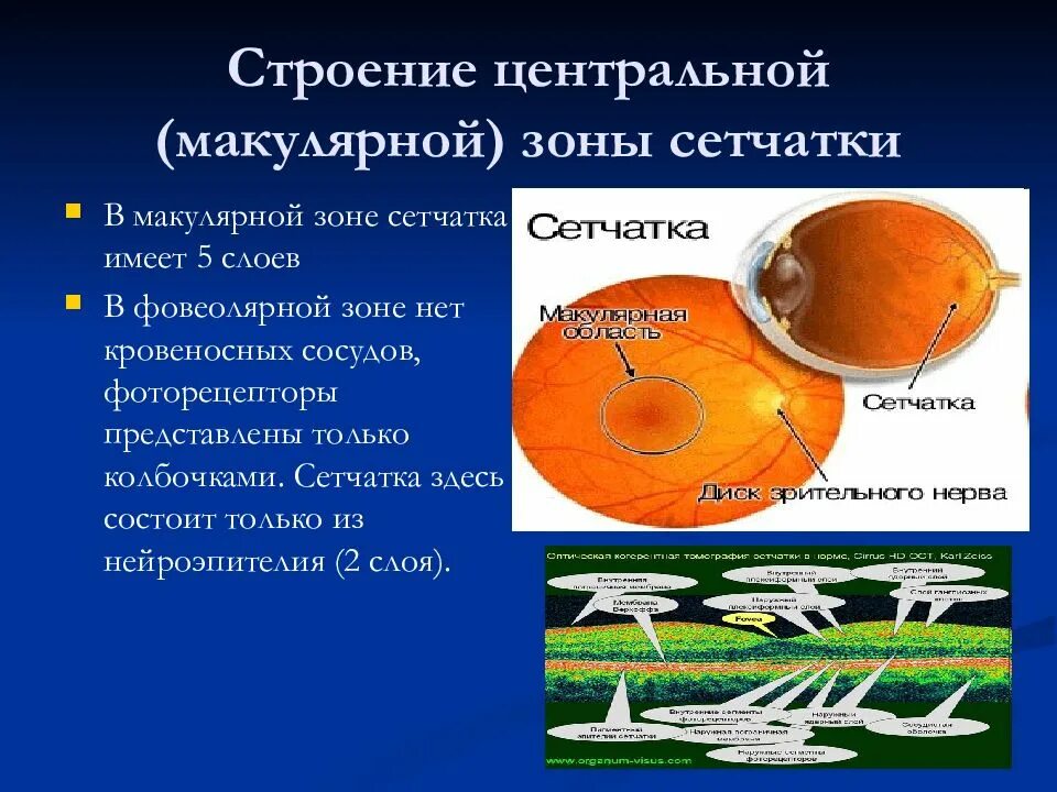 Строение сетчатки глаза анатомия. Строение макулярной зоны. Макула строение. Строение макулярной области сетчатки. Центр сетчатки