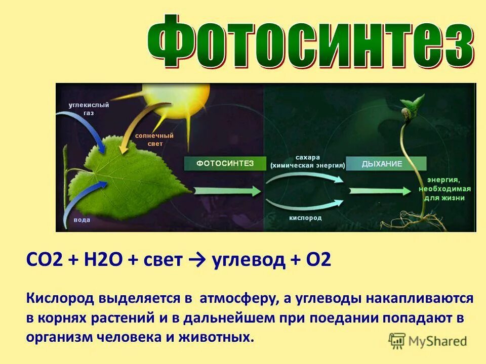 Роль фотосинтеза для человека
