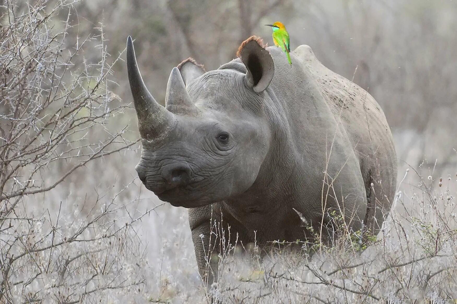 Воловьи птицы и носорог тип. Черный носорог. Рино Фийю. Белый носорог. Западный Африканский носорог.