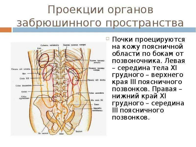 Местоположение почек в организме