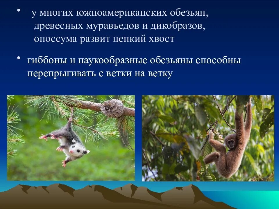 Адаптации приматов к древесному образу