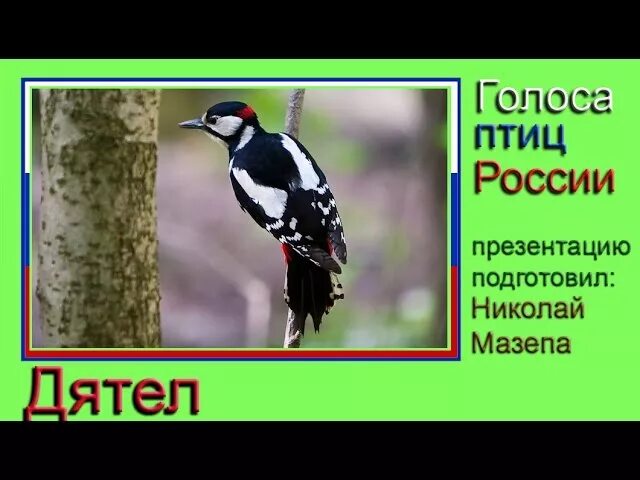 Голос дятла. Дятел голоса птиц России. Большой пестрый дятел голос. Дятел Крикливый.