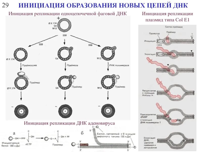 Образование новой днк. Схема инициации репликации. Инициация репликации ДНК схема. Инициация репликации биохимия. Белки инициации репликации.