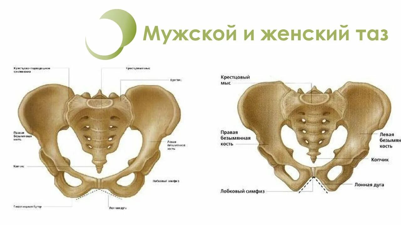 Строение таза анатомия. Мужской и женский таз. Различия мужского и женского таза. Отличие женского таза от мужского. Половые различия женщин