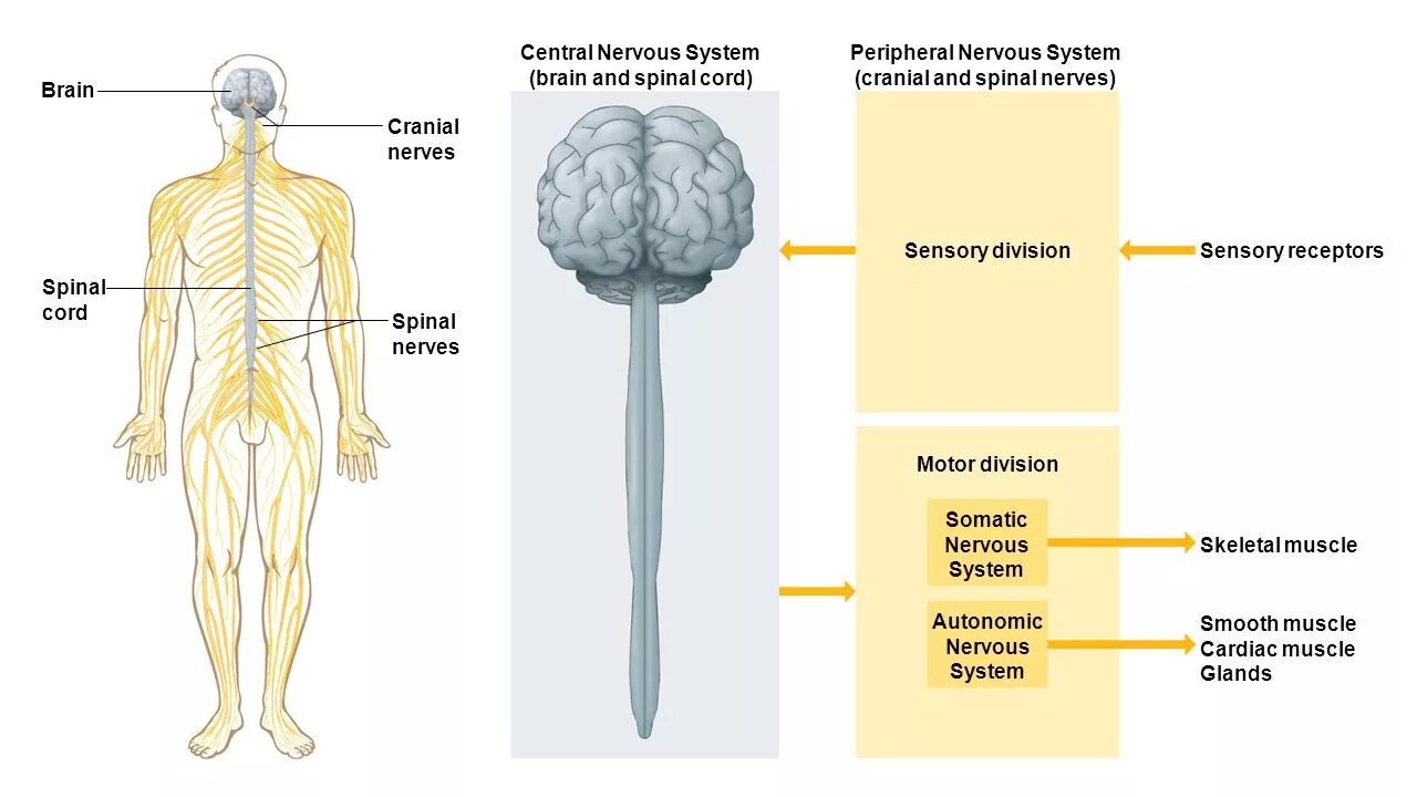 Brain nerve. Нервная система. Нервная система человека. Нервная система человека анатомия. Центральная нервная система.