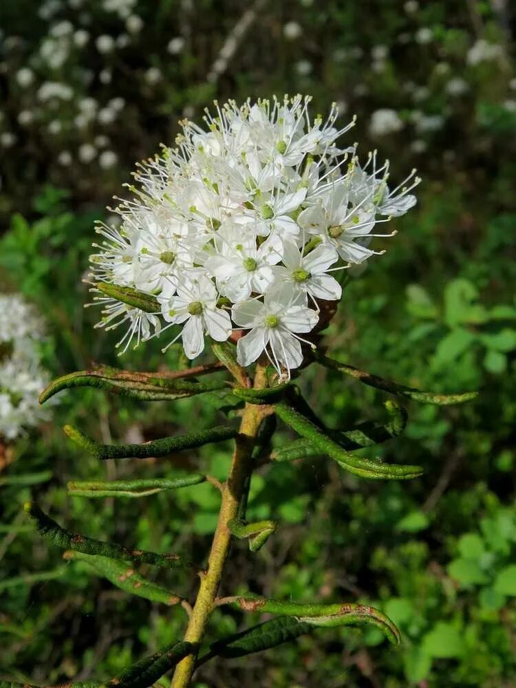 Багульник болотный. Багульник болотный Ямал. Багульник (Ledum palustre). Багульник болотный Ledum palustre l..