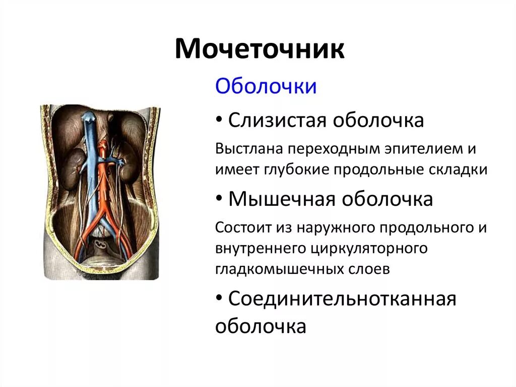 Мочеточник имеет. Наружная оболочка стенки мочеточника. Адвентициальная оболочка мочеточника. Мочеточник препарат анатомия. Оболочки мочеточника анатомия.