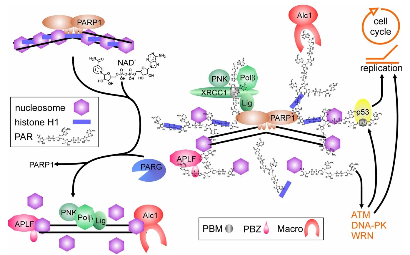 Парп 1. Poly ADP Ribose. Poly(ADP-ribosyl)ation. Parp1. PARP ингибиторы.