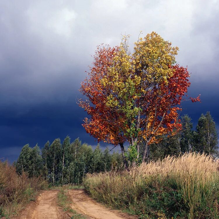 Осеннее дерево. Деревья осенью. Дерево на фоне гор. Осенний пейзаж дерево. Деревья осенью.