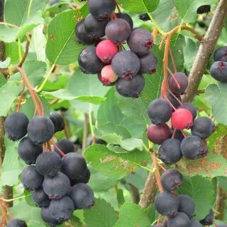 Самые вкусные сорта ирги