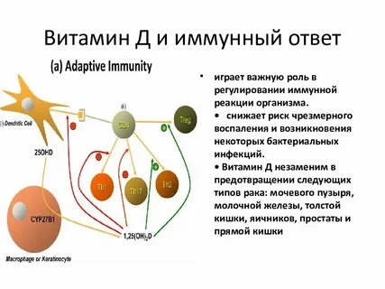 Витамин d иммунная система