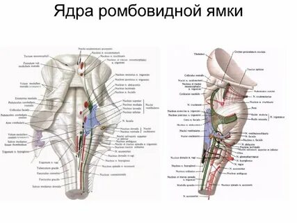 Ромбовидная ямка ядра черепных