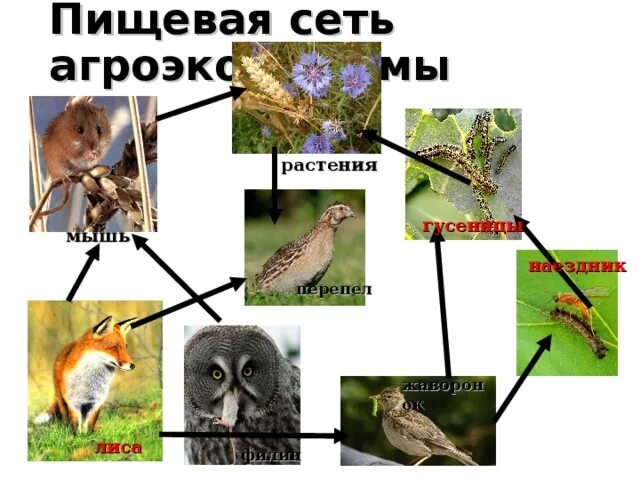 Цепь питания клевер гусеница. Пищевая сеть. пищевая цепь жаворонка. филин пищевая цепочка. пищевая цепь пшеничного поля.