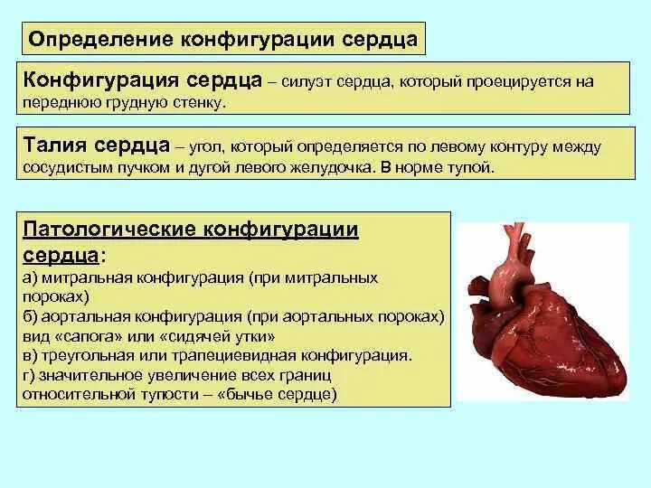 Определение конфигурации сердца. Понятие о сердечной талии, конфигурации сердца. Опеределени еконфигураци сердца. Патологические конфигурации сердца.