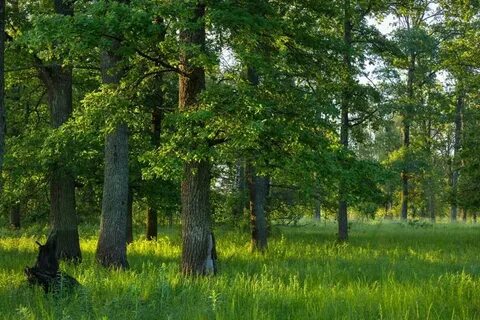 На опушке леса растут дубы