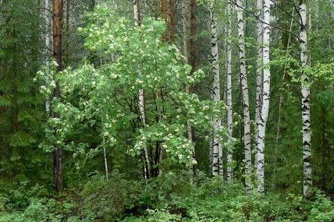 Хороши высокие березы и осины