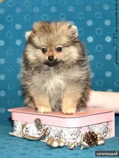 Отдаю щенка шпица