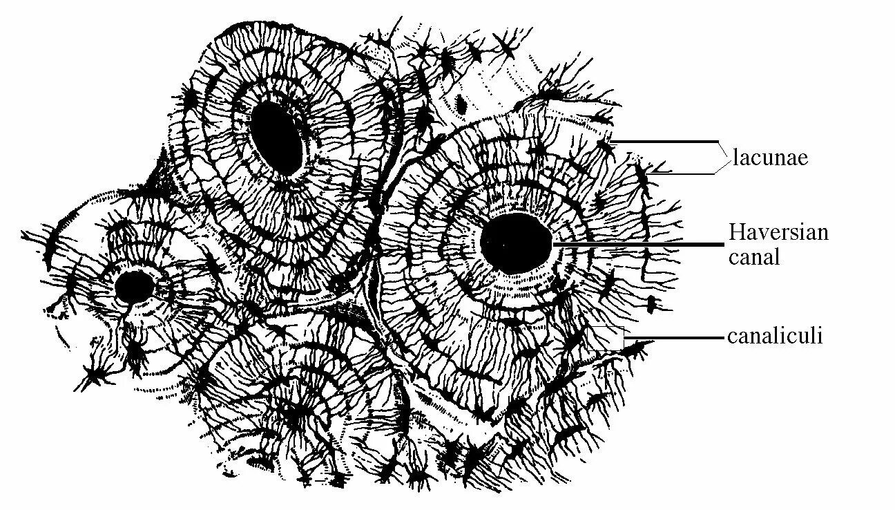 Срез кости. Строение кости поперечный срез. Костный каналец на поперечном срезе. Костная ткань Остеон под микроскопом. Поперечный срез костной ткани строение.