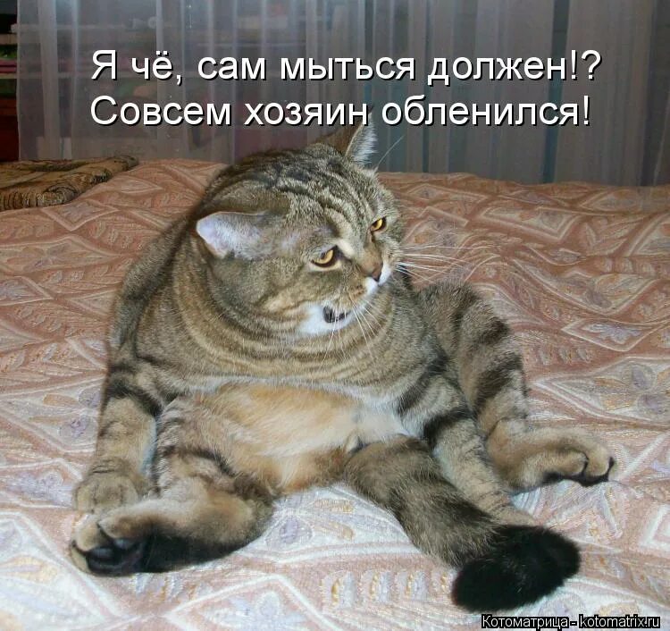 Коты с надписями. Котики приколы с надписями. Наглые коты с надписями. Смешные коты с надписями. Совсем обязанный