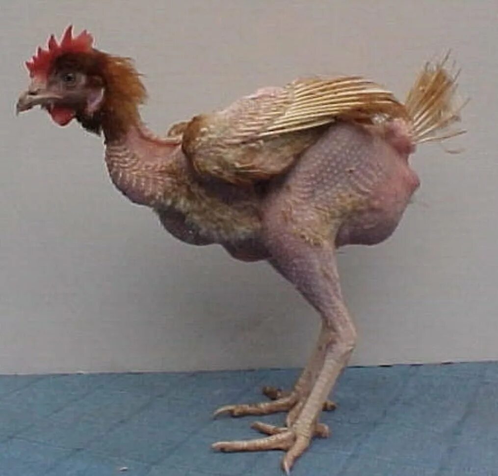 Человек животное без перьев