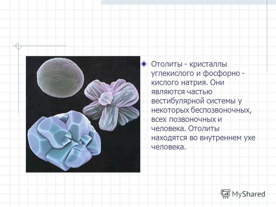 строение отолитового аппарата. строение отолитового рецептора. отолиты это кристаллы. отолиты. отолитов аппарат строение.