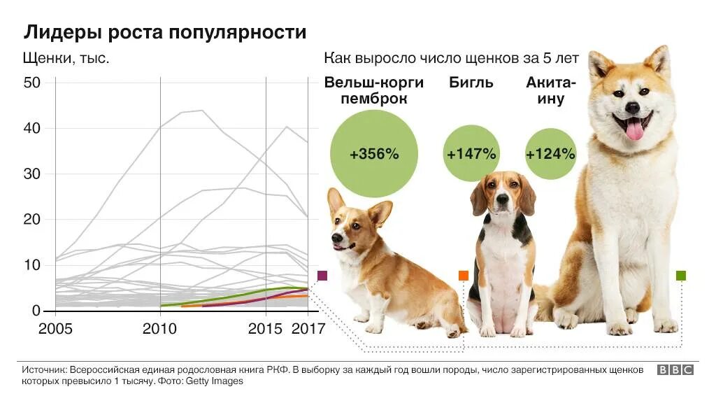 Сколько весит взрослый корги. Размеры породы собак вельш корги. Щенки корги их рост и вес. Вельш корги пемброк рост и вес таблица. Корги пемброк стандарт породы.