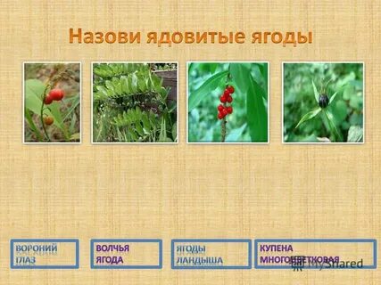 Ягоды какого растения ядовиты