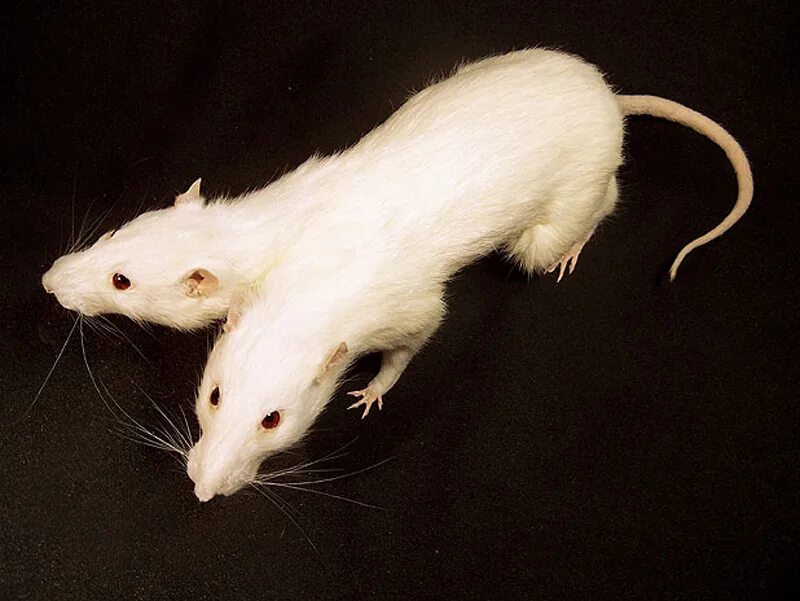 Длинные мыши. Крыса белая альбинос Дамбо. Крыса Дамбо Сиамская. Сиамская крыса альбинос. Крыса декоративная белая альбинос.