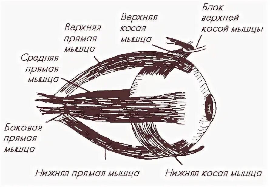 Строение глаза мышцы. Иннервация глазного яблока схема. глазодвигательные мышцы глаза строение. схема действия глазодвигательных мышц. глазные мышцы строение.