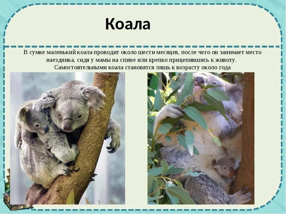 Коала где обитает на каком. Интересная информация о коале. Коала презентация. Коала описание. Коала интересные факты для детей.