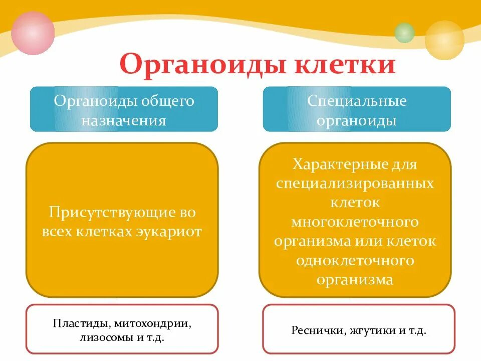 Постоянные структуры клетки выполняющие определенные функции. Органоиды специализированного назначения. немембранные органеллы общего назначения. органеллы клетки общего назначения. специальные органоиды клетки строение и функции.