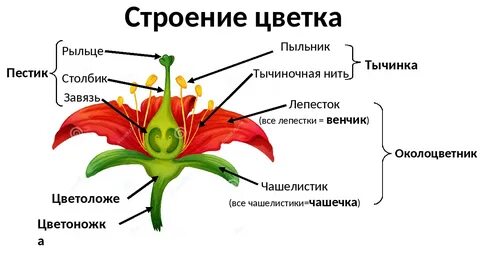 Цветок венчик зародыш