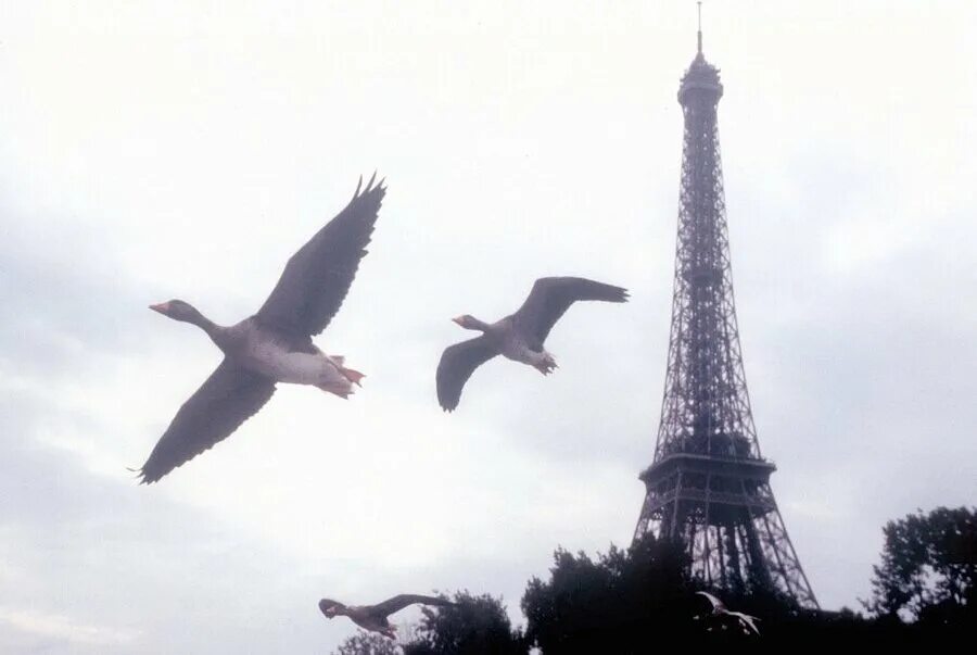 Bird 2009