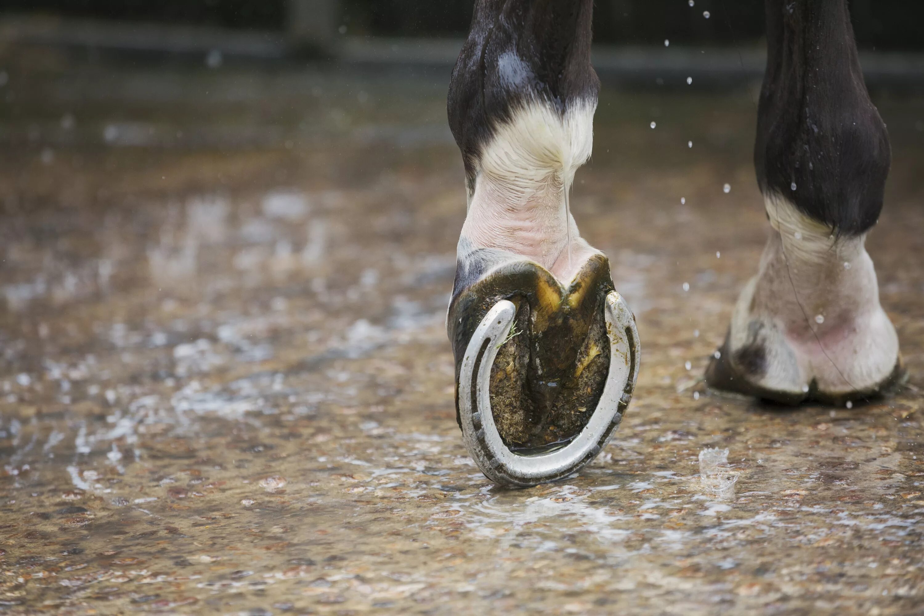 Обувь для лошадей. Horse shoes. Уродливые ботинки. This company makes running shoes for horses. Horse shoes.