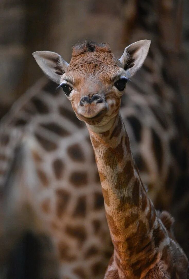 Жираф и жирафёнок. Короткошеий жираф. Маленький жираф. Карликовый жираф. Детеныш жирафа.