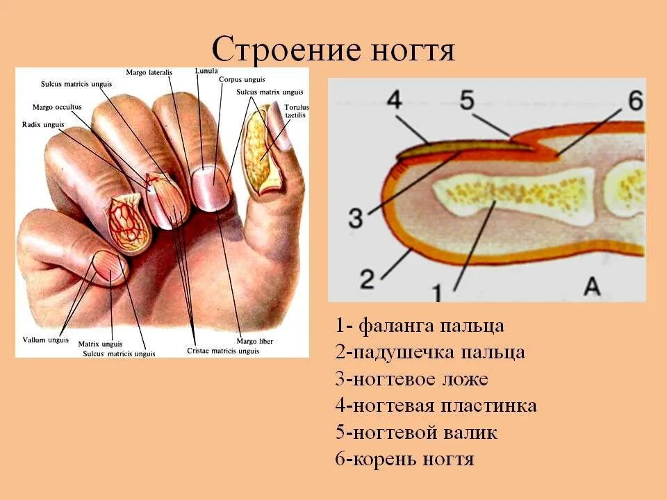 Ногтевой покров. Строение пальца и ногтевой пластины. Строение ногтевой пластины схема. Строение ногтя. Ноготь и его строение.