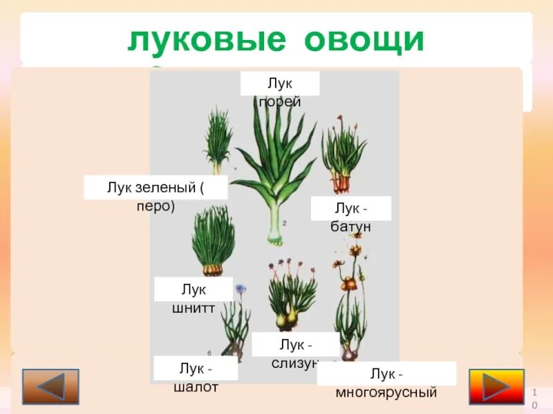 Представители луковых. Луковые овощные культуры. лук классификация растения. семейство луковые представители.