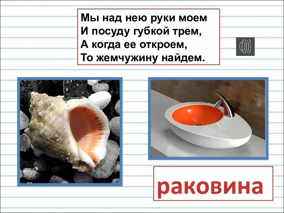 Ракушка моллюска двустворчатого. Моллюск королевский гребешок. Стих про ракушку. Загадки ракушки. Загадки ракушки.