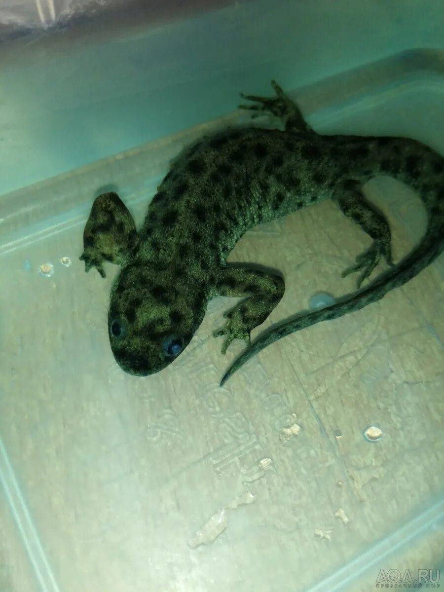 Обыкновенный тритон ланца triturus vulgaris lantzi. У тритона есть легкие. Тритон домашний аквариумный. Иглистый, или ребристый тритон. Испанский иглистый тритон аквариумный.