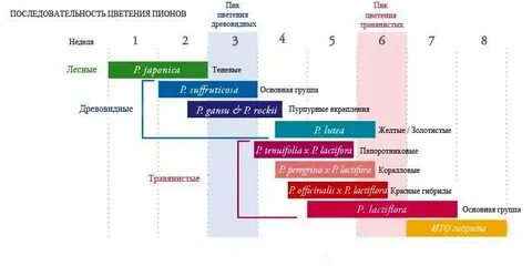 Систематика пиона